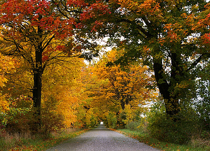 photo of trees during daytime thumbnail