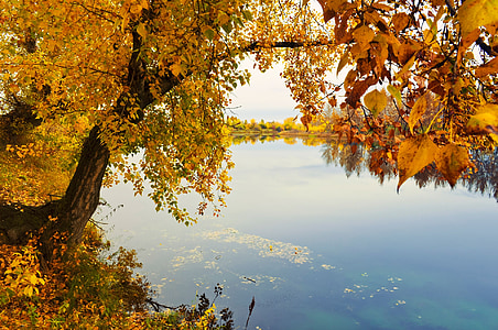 brown leaf tree near body of water thumbnail