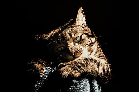 photo of brown tabby cat in low light thumbnail