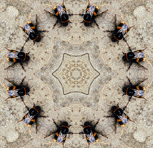 circle form of yellow-and-black bumblebees thumbnail