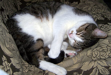 short-haired cat lying on floral cushion thumbnail