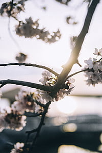 selective focus photography of white flowers thumbnail
