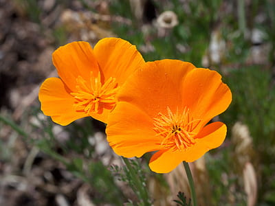 closeup photography of two yellow petaled flower in bloom thumbnail