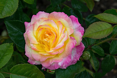 white, yellow, and pink rose thumbnail