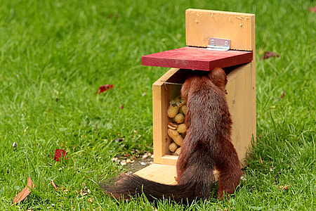 brown squirrel standing on green grass thumbnail