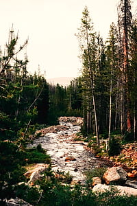 river surrounded by trees during daytime thumbnail