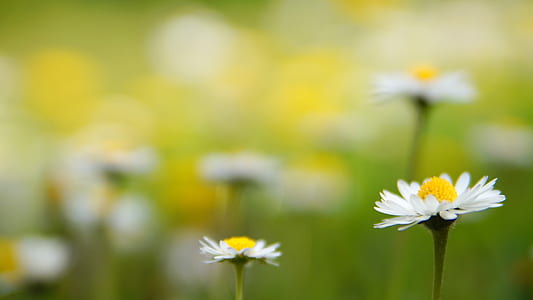 selective focus photography of white daisy flowers thumbnail