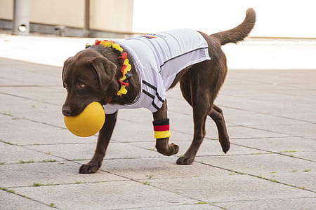 Photo of Labrador Biting Yellow Ball thumbnail