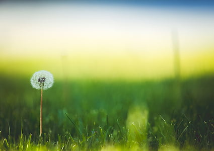 selective focus photo of dandelion flower thumbnail