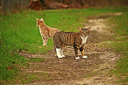 selective focus photography of two cats standing on pathway in between grass field at daytime thumbnail