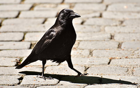 close up photography of black crow thumbnail