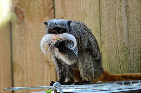 Dwarf Monkey, Pinch Monkey thumbnail
