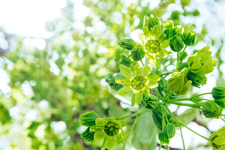 Tilt Shift Photography of Green Flowers thumbnail