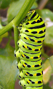 Swallowtail Caterpillar thumbnail