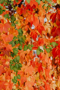Colorful vines leaves in the park thumbnail