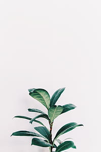 green leafed plant thumbnail