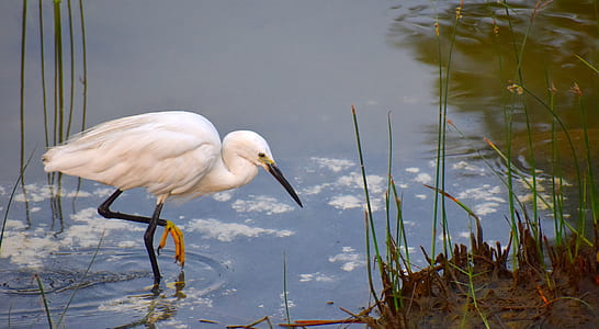white bird on body of water thumbnail