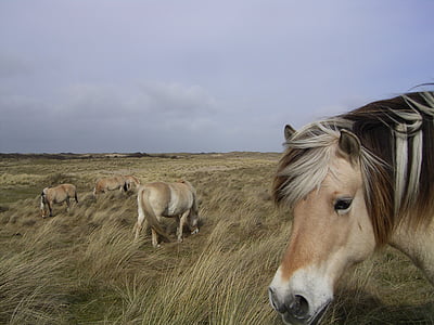 herd of brown horses thumbnail