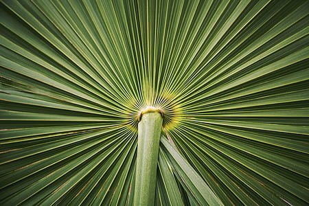 green, plant, palm tree, tree thumbnail
