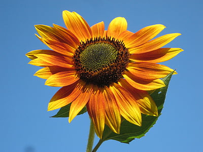 person taking photo of sunflower during day time thumbnail