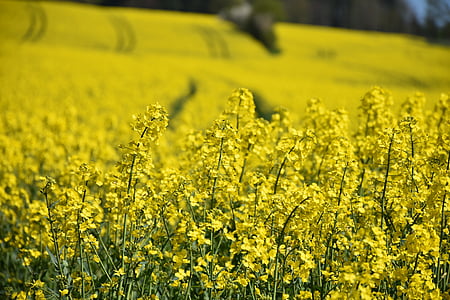 yellow petaled flower field thumbnail