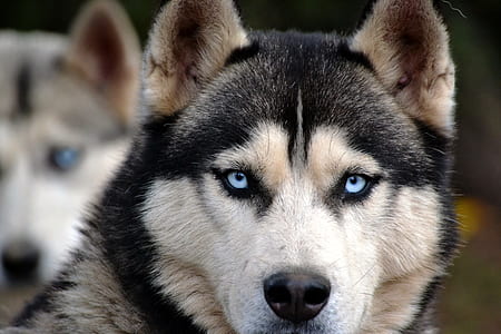 black and brown Siberian Husky thumbnail