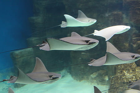 stingray under the sea thumbnail