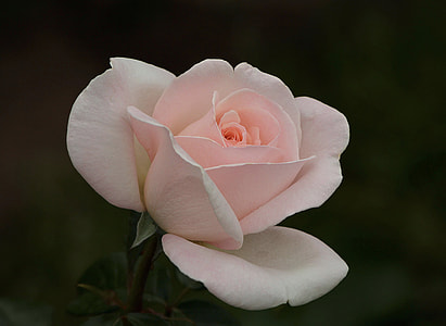 selective focus photography of white and pink rose flower thumbnail