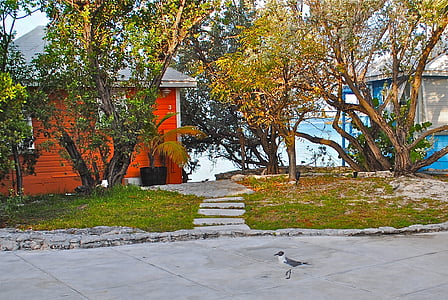 gray bird walking on road thumbnail