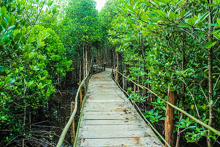 Brown Wooden Bridge Beside Green Leafy Trees thumbnail