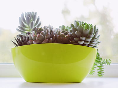 green succulent plants in green plant pot thumbnail