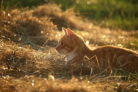 orange Tabby cat on brown grass thumbnail