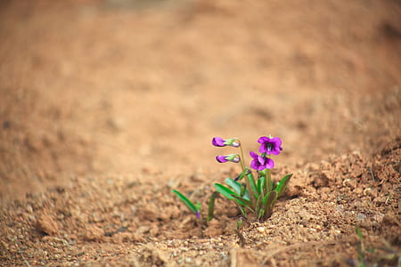 close-up photography of purple petaled flower thumbnail