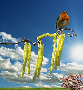 white and brown bird on yellow flowering tree under white clouds blue skies daytime thumbnail