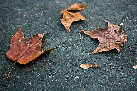 three dried leaves on ground thumbnail