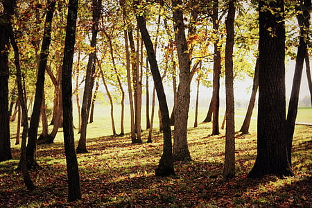 woods at daylight thumbnail