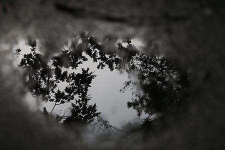 tree, woodland, forest, cloud thumbnail