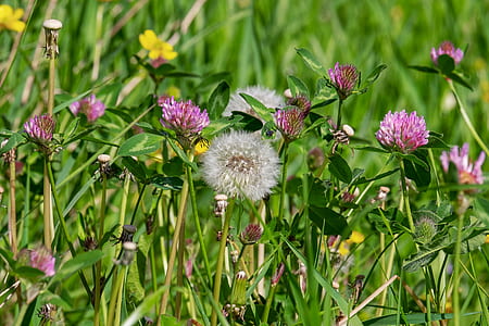 white and pink flowers thumbnail