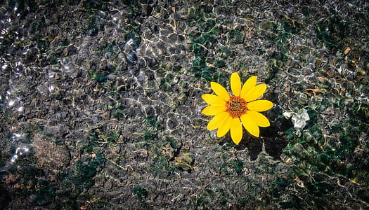 yellow petaled flower thumbnail