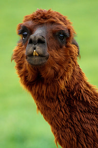 depth of field photograph of brown animal thumbnail