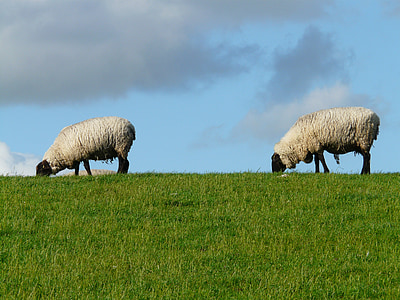 two sheep eating grass on field thumbnail