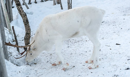 white deer near trees in snow thumbnail