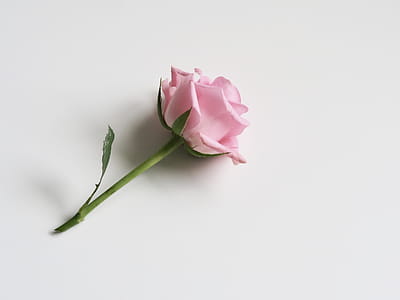 Photo of Pink Rose on White Surface thumbnail