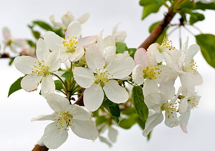 white cherry blossom flowers thumbnail
