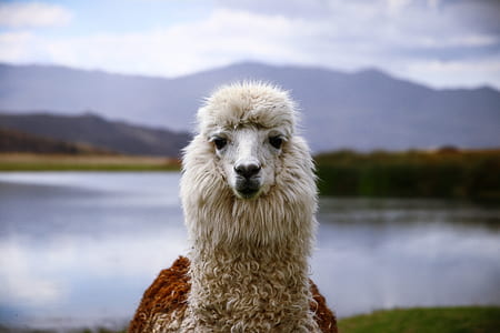 llama staring at the camera thumbnail
