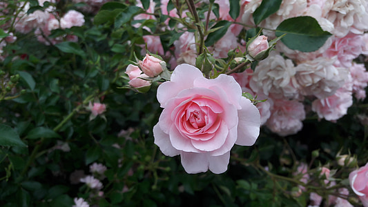 shallow focus photography of pink flower thumbnail