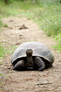 photo of brown tortoise crawling on brown soil thumbnail