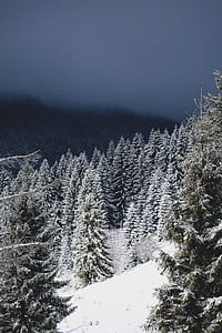 pine trees covered by snow under heavy clouds thumbnail