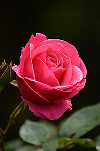 closeup photo of red rose thumbnail