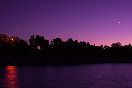 Tree Silhouette Under Purple Sky during Night thumbnail